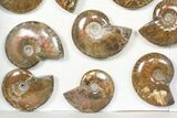 Lot: kg Iridescent, Red Flash Ammonites (-) - Pieces #82470-2